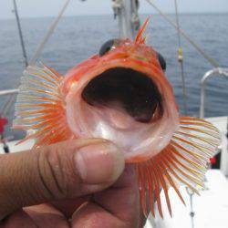 Aquanaut（アクアノート） 釣果