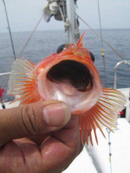 Aquanaut（アクアノート） 釣果