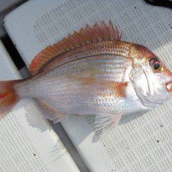 Aquanaut（アクアノート） 釣果