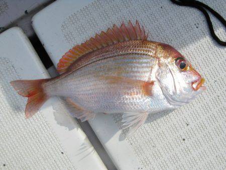 Aquanaut（アクアノート） 釣果