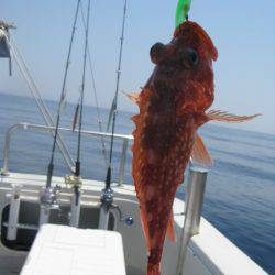 Aquanaut（アクアノート） 釣果