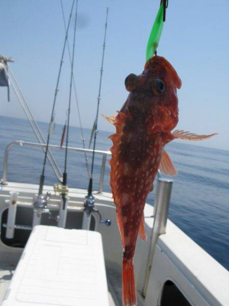 Aquanaut（アクアノート） 釣果