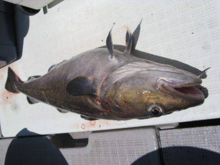 Aquanaut(アクアノート) 釣果