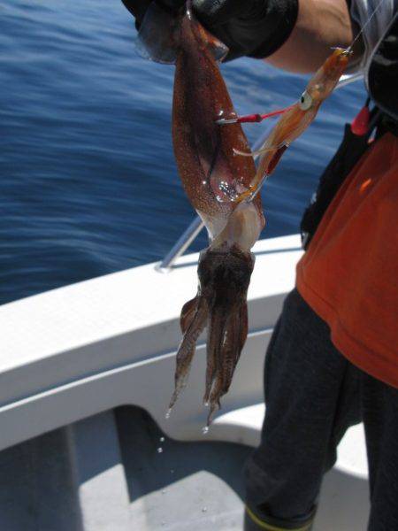 Aquanaut(アクアノート) 釣果