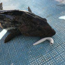 フィッシングガイド45 釣果