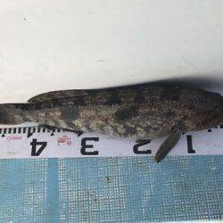 フィッシングガイド45 釣果