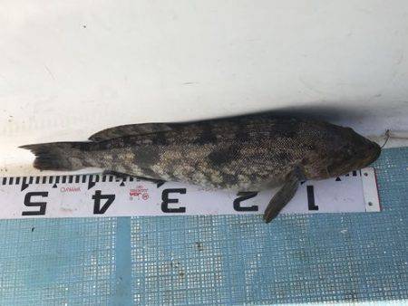 フィッシングガイド45 釣果