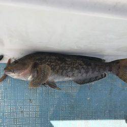 フィッシングガイド45 釣果