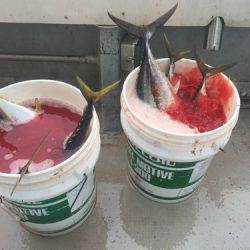 群星・むるぶし 釣果