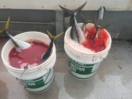 群星・むるぶし 釣果