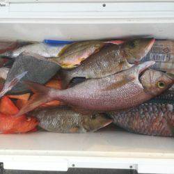 群星・むるぶし 釣果