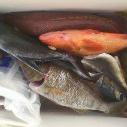 群星・むるぶし 釣果