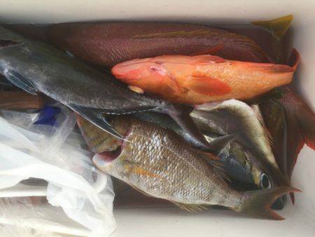 群星・むるぶし 釣果