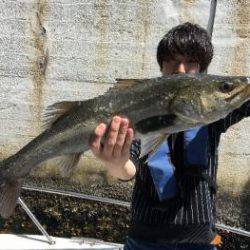 シーマジカル 釣果