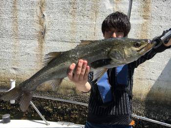 シーマジカル 釣果