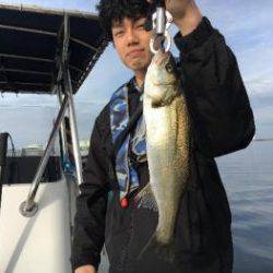 シーマジカル 釣果