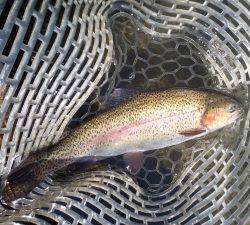 朝霞ガーデン 釣果