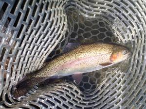 朝霞ガーデン 釣果