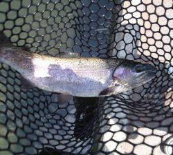 朝霞ガーデン 釣果