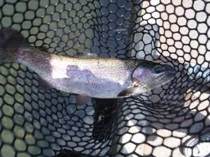 朝霞ガーデン 釣果