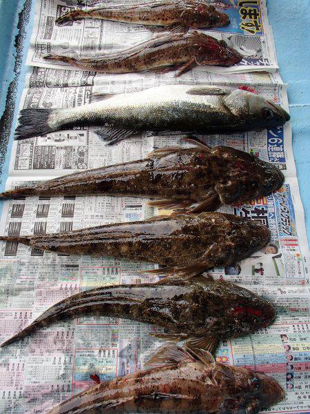 久六釣船 釣果