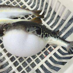 えさ政釣船店 釣果