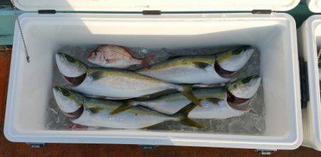 火遠理丸（ほおりまる） 釣果