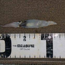 火遠理丸（ほおりまる） 釣果