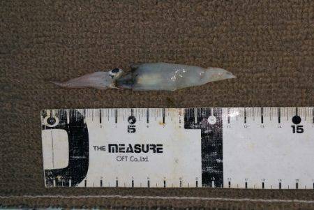 火遠理丸（ほおりまる） 釣果