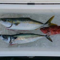 火遠理丸（ほおりまる） 釣果