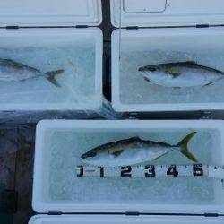 火遠理丸（ほおりまる） 釣果