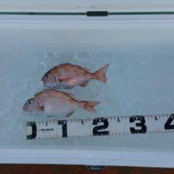 火遠理丸（ほおりまる） 釣果