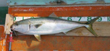 火遠理丸（ほおりまる） 釣果