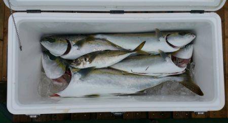 火遠理丸（ほおりまる） 釣果