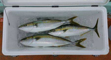 火遠理丸（ほおりまる） 釣果