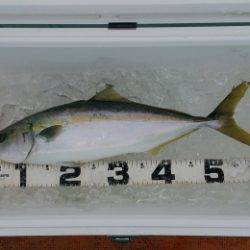 火遠理丸（ほおりまる） 釣果