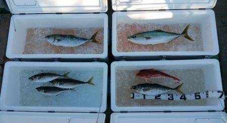 火遠理丸（ほおりまる） 釣果