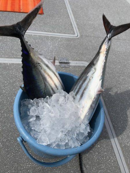 へいみつ丸 釣果