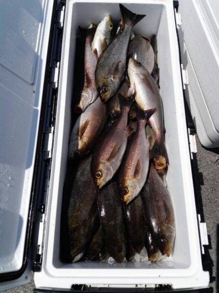 第二大福丸 釣果