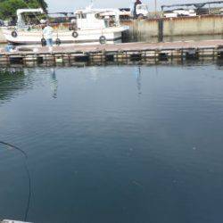 淡路じゃのひれフィッシングパーク 釣果