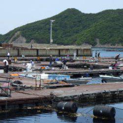 淡路じゃのひれフィッシングパーク 釣果