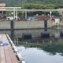 淡路じゃのひれフィッシングパーク 釣果