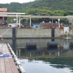 淡路じゃのひれフィッシングパーク 釣果