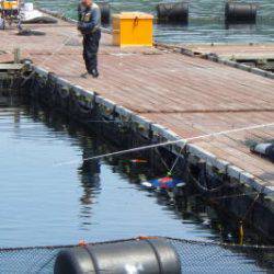 淡路じゃのひれフィッシングパーク 釣果
