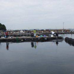 淡路じゃのひれフィッシングパーク 釣果