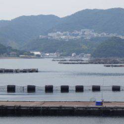 淡路じゃのひれフィッシングパーク 釣果