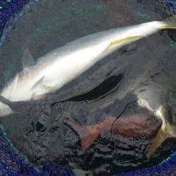 淡路じゃのひれフィッシングパーク 釣果