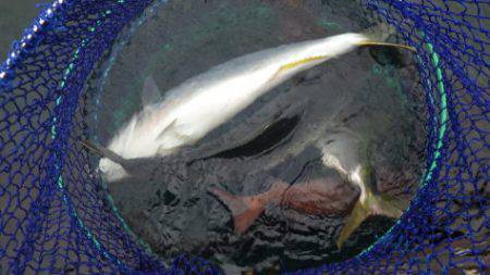 淡路じゃのひれフィッシングパーク 釣果