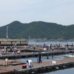 淡路じゃのひれフィッシングパーク 釣果