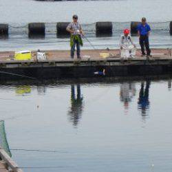 淡路じゃのひれフィッシングパーク 釣果